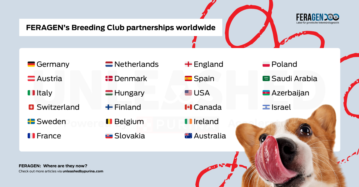 Map or list graphic: FERAGEN’s Breeding Club partnerships worldwide Germany, Austria, Italy, Switzerland, Sweden, France, Netherlands, Denmark, Hungary, Finland, Belgium, Slovakia, England, Spain, USA, Canada, Ireland, Australia, Poland, Saudi Arabia, Azerbaijan, Israel