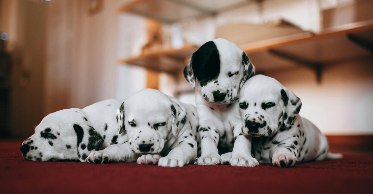 Photo: Puppies