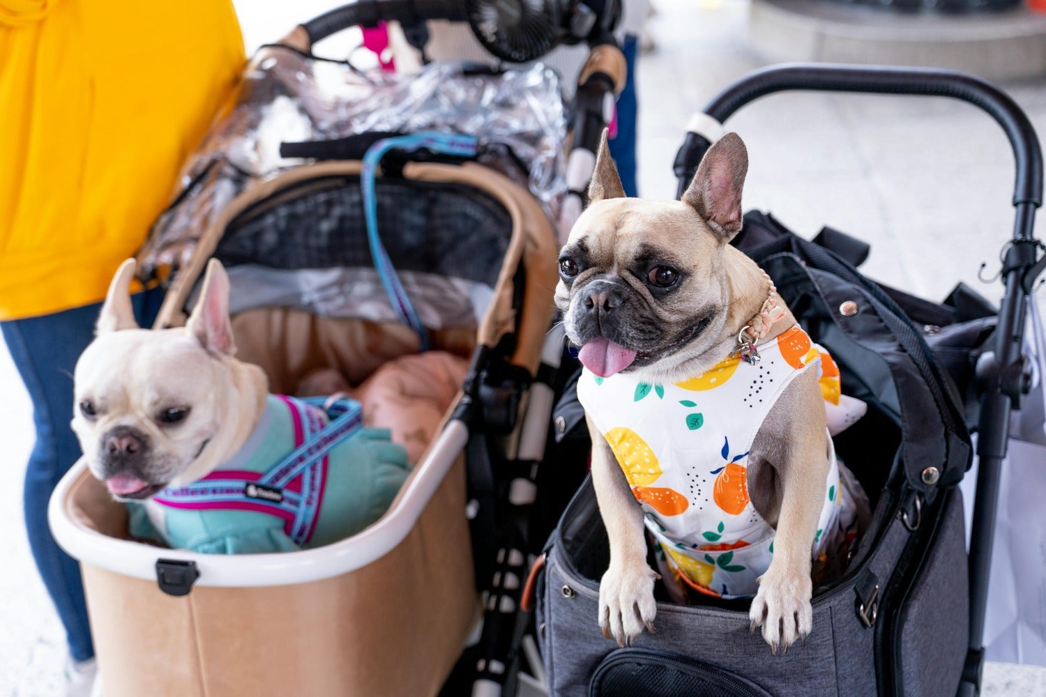 Pet strollers Caption: 57% of strollers purchased in South Korea in 2023 were for pets. Photo by Hugo Sykes from Pexels.