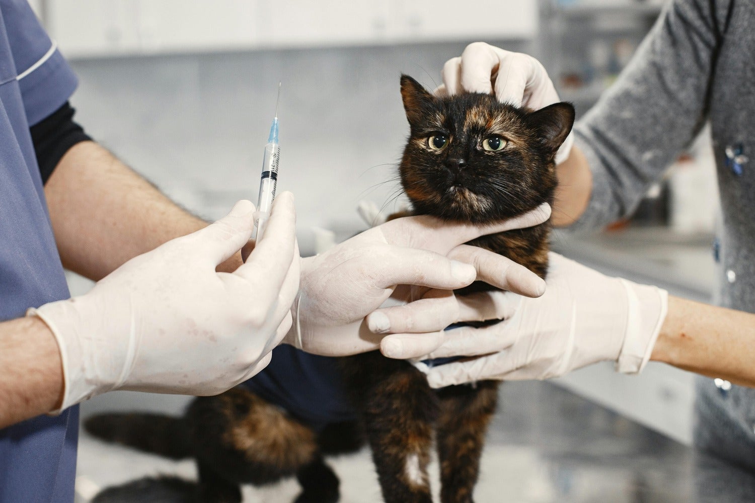 Pet health has been a key space for innovation with local startups tackling the fragmented veterinary infrastructure.